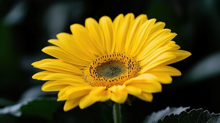Vibrant yellow gerbera daisy close-up, dark background, garden setting, nature photography