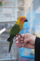 Colorful conure perched on a hand at a pet market