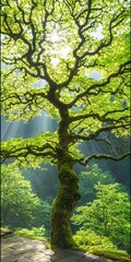 Fototapeta premium A majestic tree with sprawling branches and vibrant green leaves, illuminated by sunlight filtering through a lush forest.
