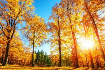 Fototapeta premium A vibrant autumn scene featuring golden trees illuminated by sunlight against a clear blue sky, creating a picturesque landscape.