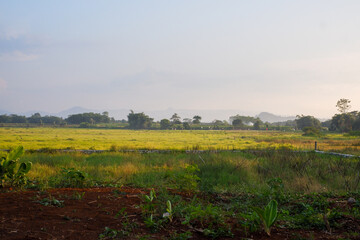 landscape with yellow flowers