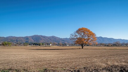 Solitary autumn tree in harvested field, mountain backdrop, clear sky, rural Japan, nature poster