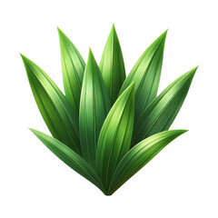 Green pandan leaves isolated on transparent background