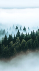 Misty evergreen forest shrouded in serene fog under a tranquil sky