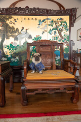 Ori pei chinese new pure breed lap small dog