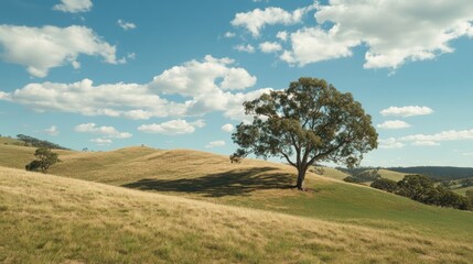 Obraz premium Lone tree hillside pastoral sunny day landscape