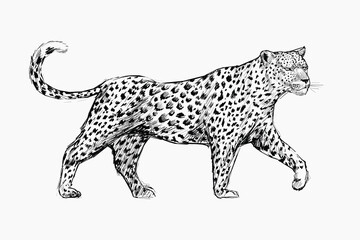 Leopard sketch animal illustration vector