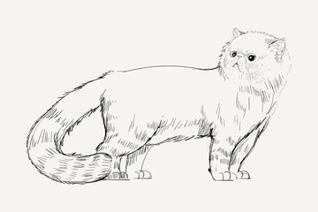 Himalayan cat animal illustration vector