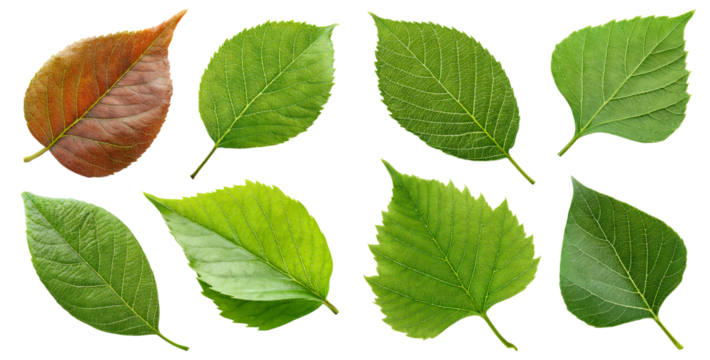 Varied Green and Brown Leaves Isolated on White Background for Design, isolated on transparent background