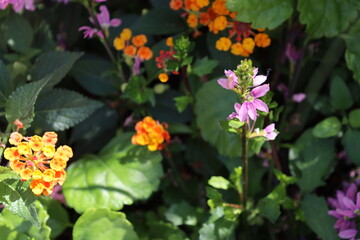 lone slender stalk rises into sunshine above others with purple mauve petals against dark leaves...