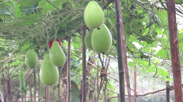 Fresh bottle gourd (Lagenaria siceraria), also known as calabash, opo squash, long melon, birdhouse gourd, or New Guinea bean, hangs on the vine.