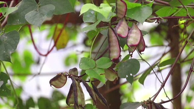 Fresh hyacinth beans (Lablab purpureus) growing on a bean plant in a rural vegetable garden in Bangladesh.