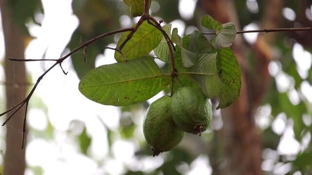 Two guava fruits, hanging from the slender twigs of a guava tree amidst lush green leaves, are beautifully framed against a blurred background of nature.