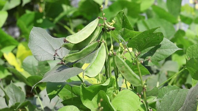Close-up of fresh green hyacinth bean pods hanging on the plant, ready for harvest.