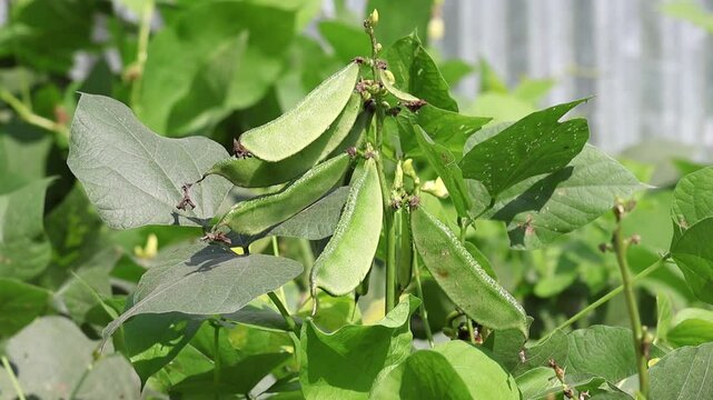 Close-up of fresh green hyacinth beans hanging on the plant, ready for harvest.
