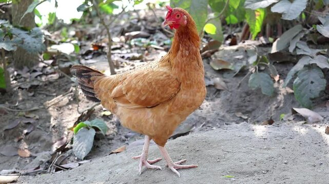 A country chicken hen, freely roaming the ground in a village backyard, stands and curiously looks into the camera.