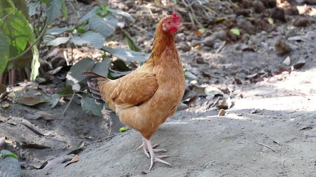 A country chicken hen, standing alertly, gazes curiously into the camera lens while her brood of fluffy chicks freely roam the ground in a bustling village backyard.