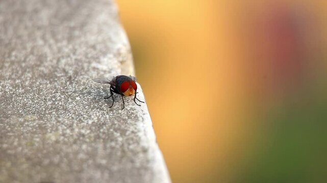 Close-up of a large blowfly (Chrysomya megacephala), also known as the Oriental latrine fly or Oriental bluebottle, perched on an outdoor wall before taking flight against a blurred natural background