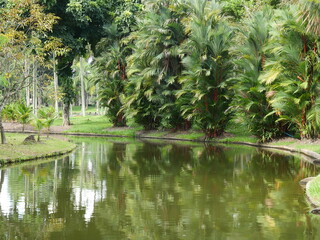 A small pond surrounded by large dark green trees.