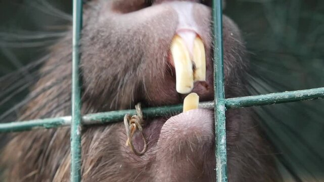Close encounter with a capybara in a zoo setting