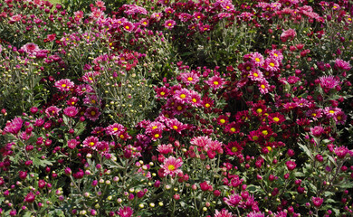 BUsh of red daisy flower in garden background concept