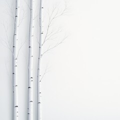 Fototapeta premium Elegant Minimalist Composition of Bare Birch Trees Against a Soft White Background for Artistic Inspiration
