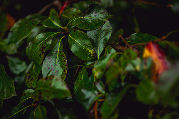 Obraz premium Macro shot of a green leaf in Tennessee