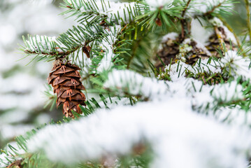Winter Snow On Pine Tree