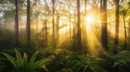 Fototapeta premium A misty rainforest glowing under the soft golden sunset, sunbeams filtering through thick foliage, illuminating ferns and vines with a warm ethereal light