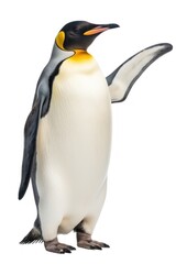 Obraz premium Emperor penguin animal bird white background.