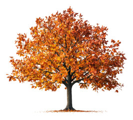 Autumn tree display nature background beauty isolated on transparent background