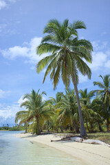 Sandy beach with palm trees in the San Blas (Kuna Yala) island group along the Caribbean coast of Panama