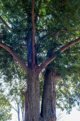 空を覆う緑のかやの木、日本の巨樹。