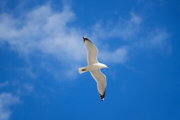 Close to Seagull flying in the blue sky with clouds background.