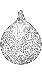 Salak Snake Fruit Food Meal Healthy Coloring Kid Book Page in Black and White. Monochrome and Colored Samples
