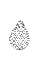 Salak Snake Fruit Food Meal Healthy Coloring Kid Book Page in Black and White. Monochrome and Colored Samples
