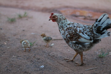 A mother hen is carefully guiding her chicks across a dusty road, her watchful eyes scanning the surroundings.