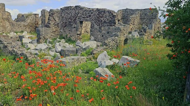 Amid the devastated ruins of the ancient Roman city of Pompeii, beautiful orange poppies blow in wind