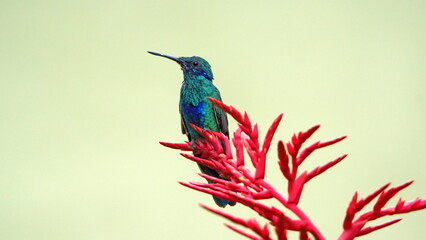 Sparkling violetear (Colibri coruscans) hummingbird perched on the flower spike of a bromeliad in Cotacachi, Ecuador