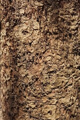 close up of tree bark texture for background