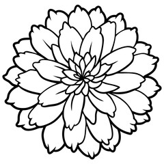 black and white dahlia