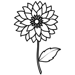 black and white daisy