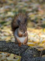 squirrel on a tree branch in autumn
