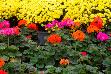 beautiful flower bed of colorful blooming geranium like background in park