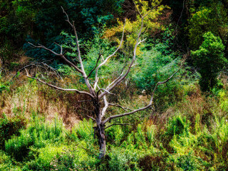 Stunning Dead Tree In Dreamy Landscape