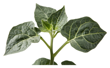 Plant growth progression indoor space botanical nature concept isolated on transparent background