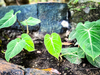 Philodendron gloriosum is a stunning species of tropical plant known for its large, velvety, heart-shaped leaves with striking white veins