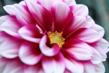 Flor rosita © FannyDallae