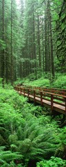 A serene forest path with a wooden bridge surrounded by lush greenery and tall trees, evoking a sense of tranquility and nature's beauty.