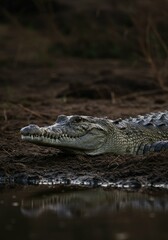 Obraz premium crocodile 